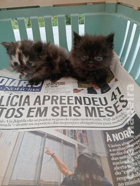 persa Persa