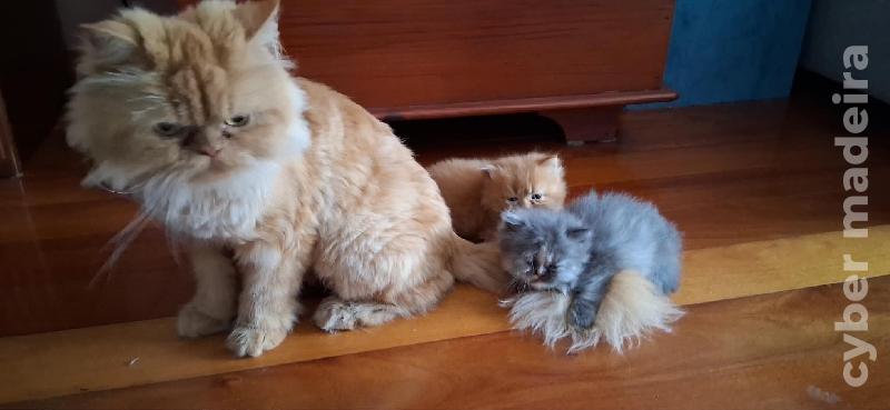 Gatinhos Persa
