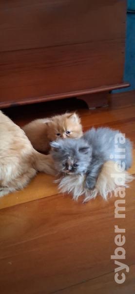 Gatinhos Persa