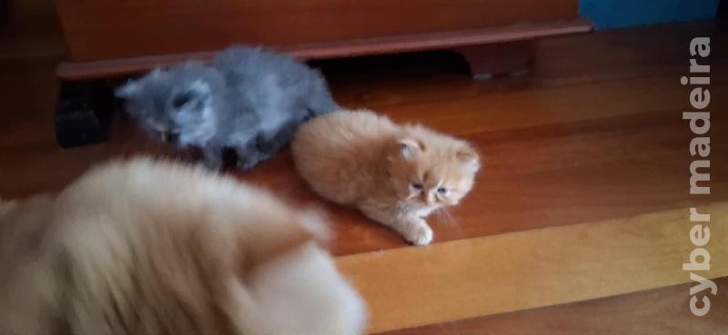Gatinhos Persa