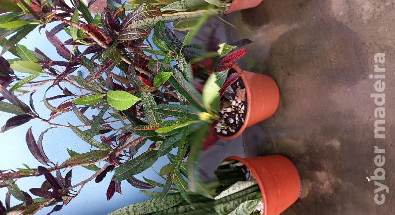 Planta croton