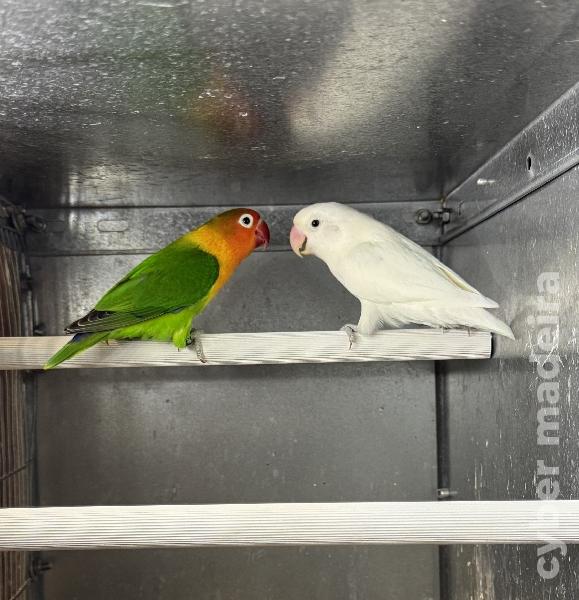 Casal disponível de Fischeri
