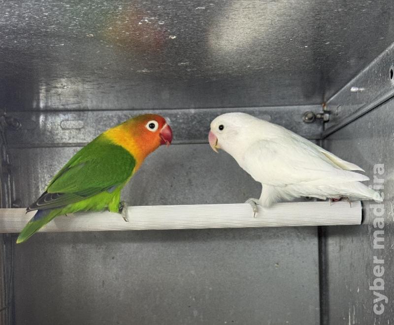Casal disponível de Fischeri