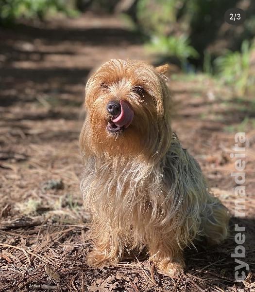 Ninhada Yorkshire Terrier Outros