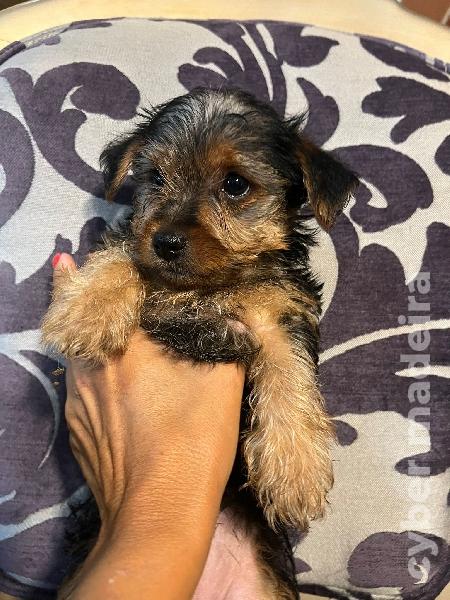 Ninhada Yorkshire Terrier Outros