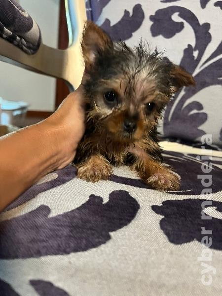 Ninhada Yorkshire Terrier Outros