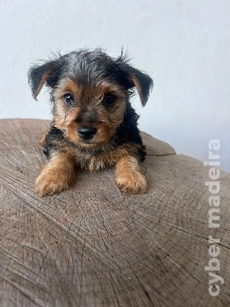 Ninhada Yorkshire Terrier Outros