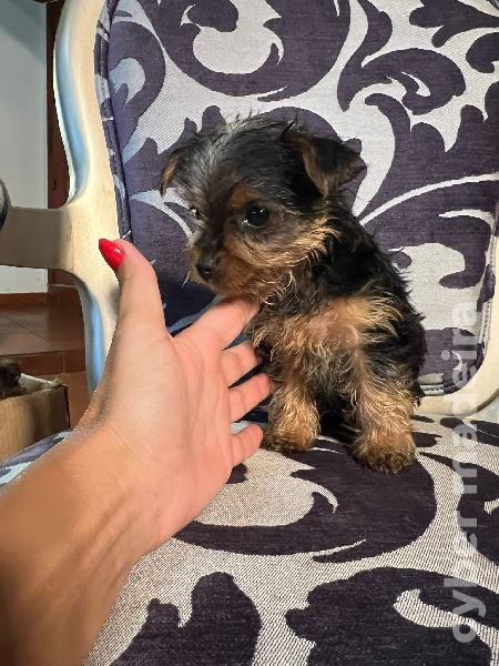 Ninhada Yorkshire Terrier Outros
