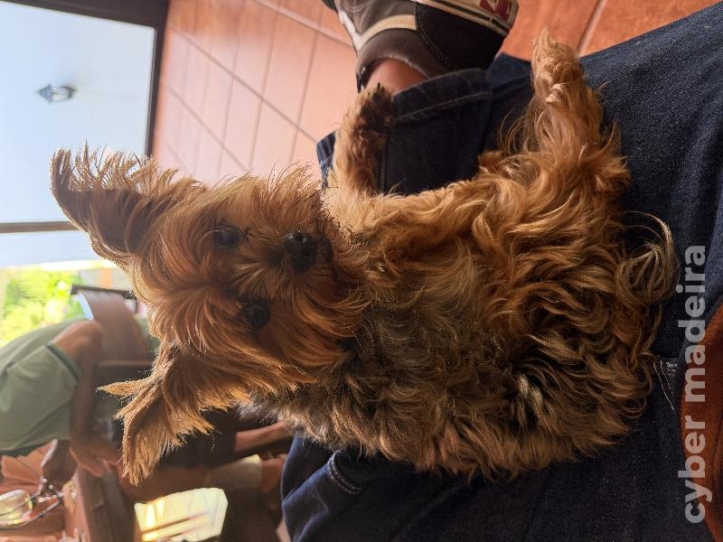 Ninhada Yorkshire Terrier Outros