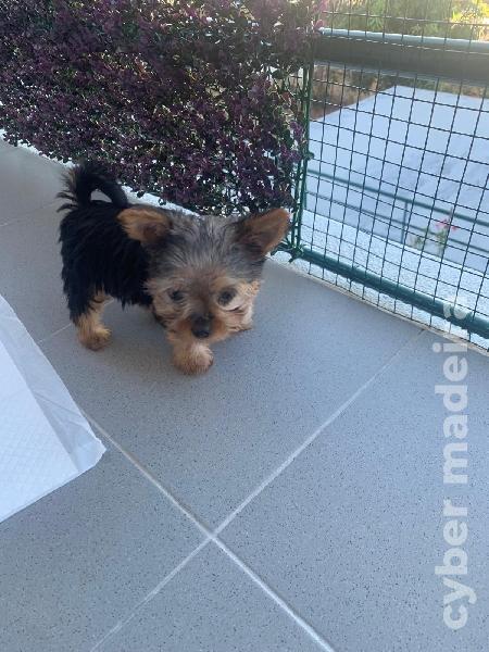 Ninhada Yorkshire Terrier Outros
