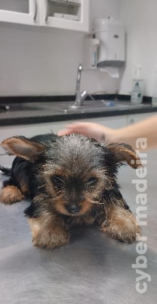 Ninhada Yorkshire Terrier Outros