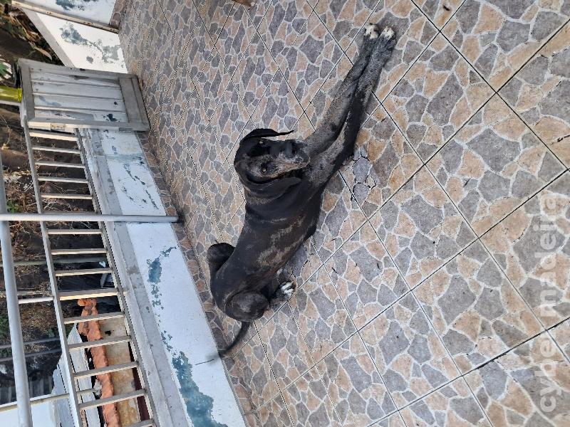 Casal dogue alemão para adoção responsável Dogue Alemão