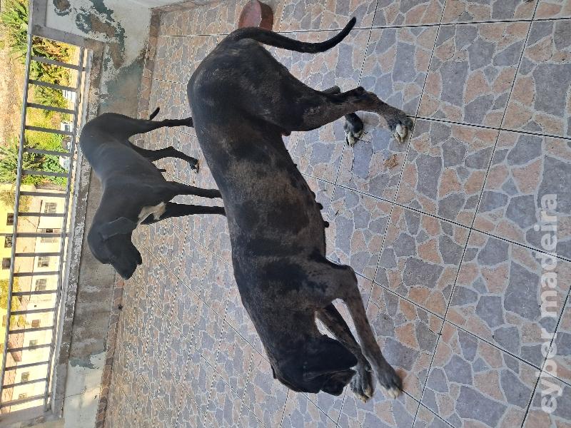 Casal dogue alemão para adoção responsável Dogue Alemão
