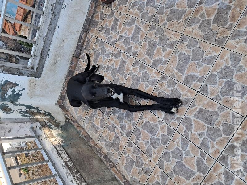 Casal dogue alemão para adoção responsável Dogue Alemão