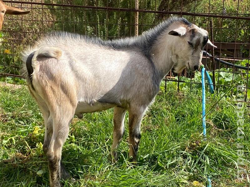 Cabrito com 8 meses boa raça