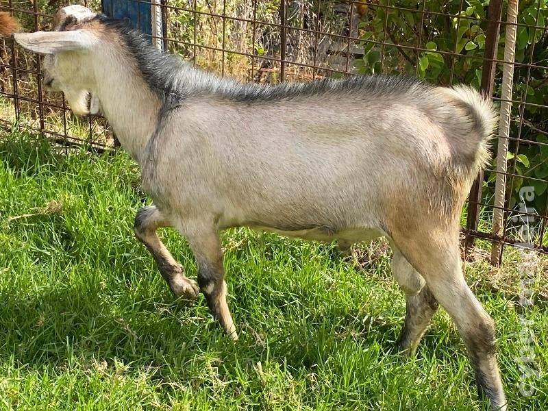 Cabrito com 8 meses boa raça