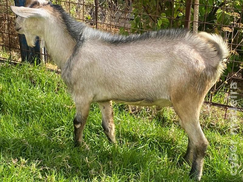Cabrito com 8 meses boa raça