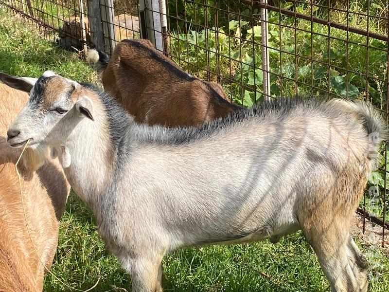 Cabrito com 8 meses boa raça