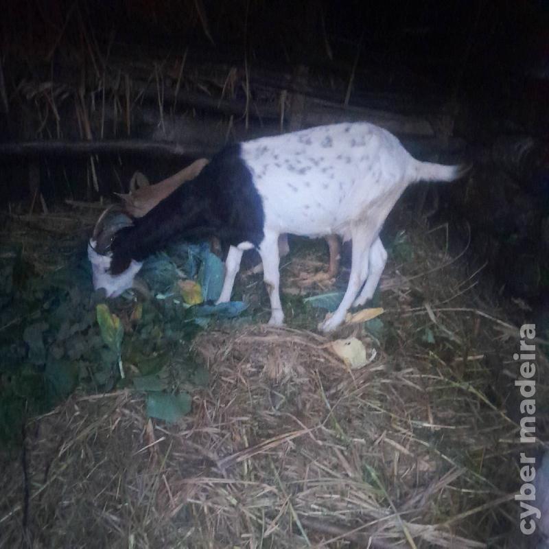 vendo cabras