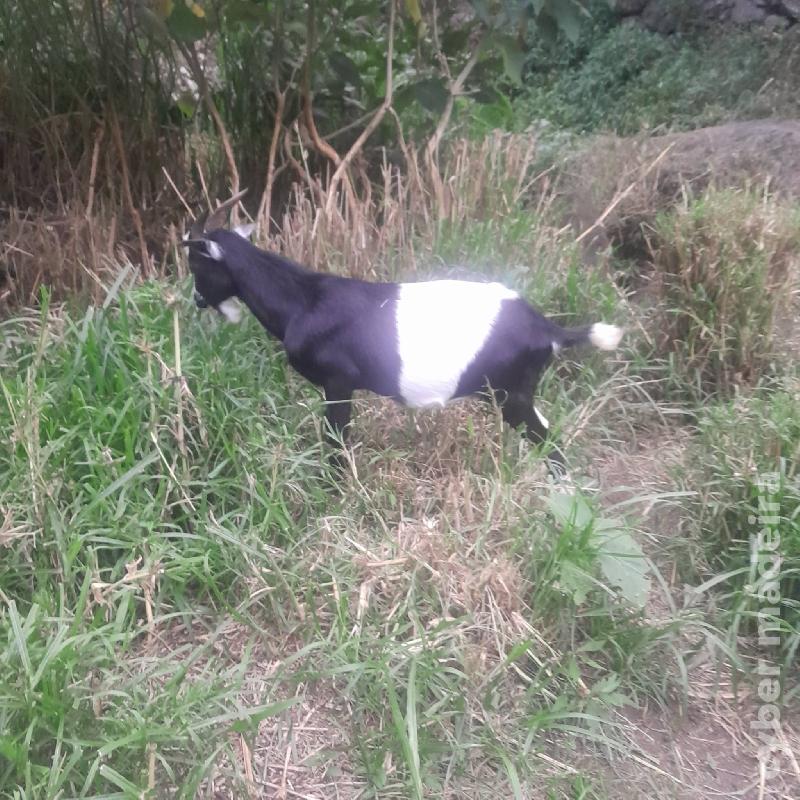 vendo cabras