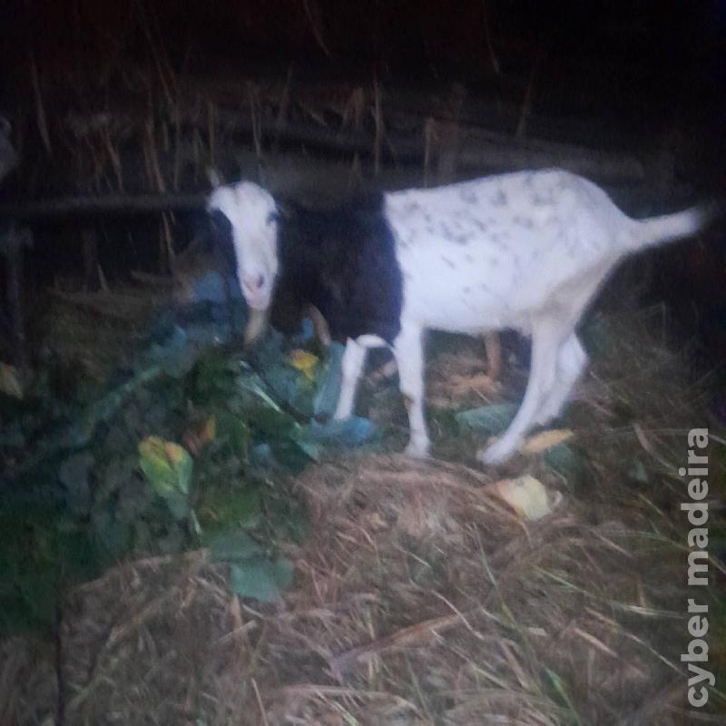 vendo cabras