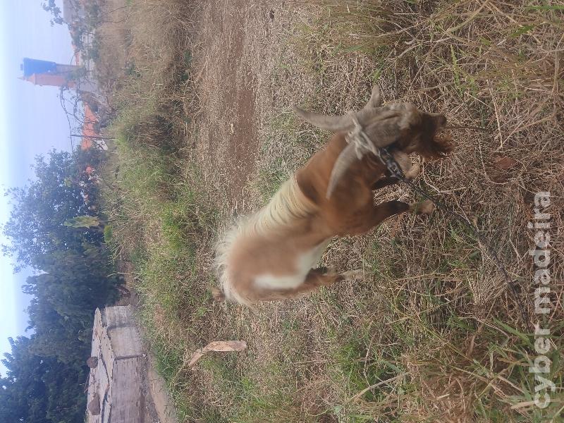 Vendo cabrito