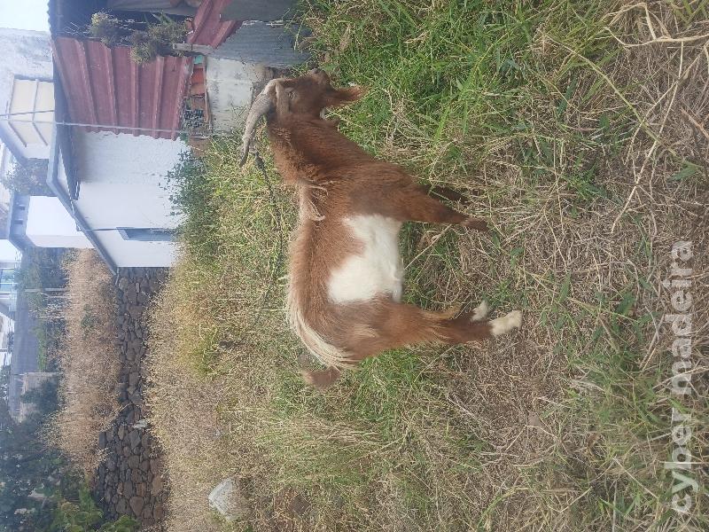 Vendo cabrito