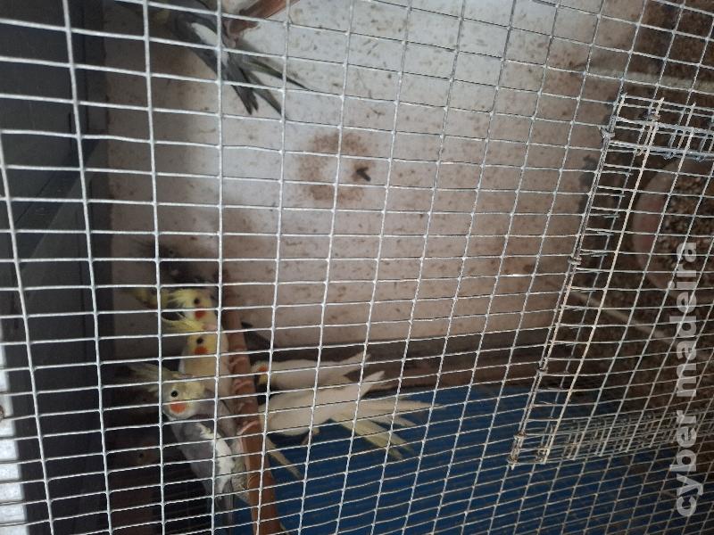 Caturras Caturra