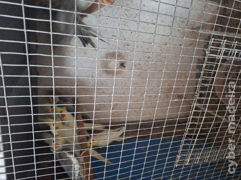 Caturras Caturra