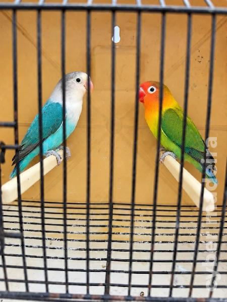 3 Casais de fischeris