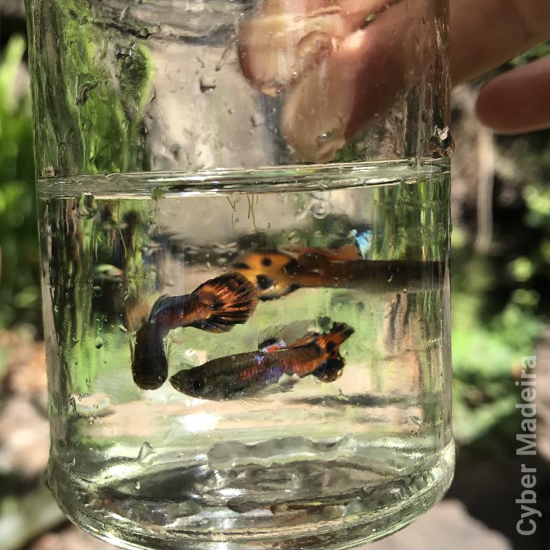 Guppies: Machos, Fêmeas, adultos, juvenis ou bebês  Guppys