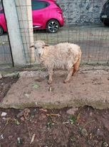 Ovelha com cria