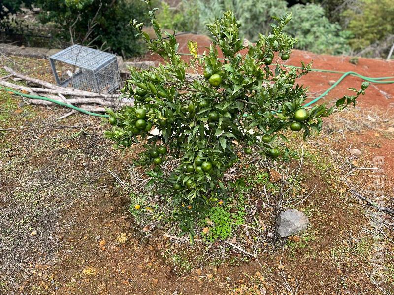 Terreno T0 para Venda Fajã da Ovelha, Fajã da Ovelha