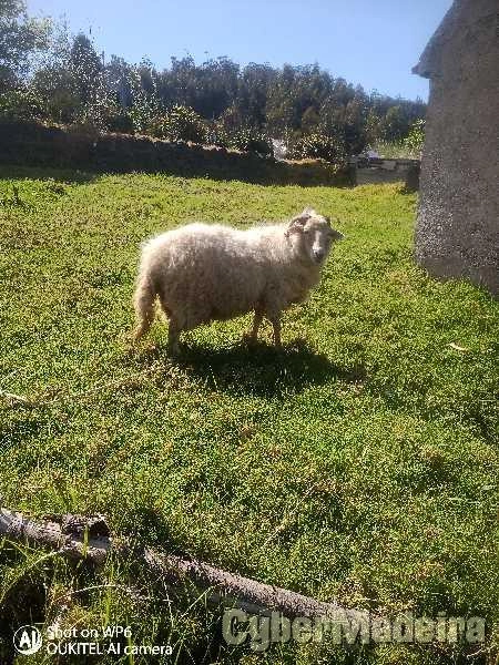 Ovelhas