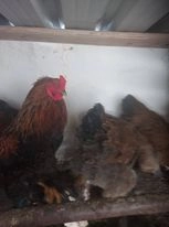 Ovo galados