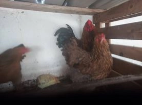 Ovo galados