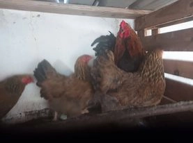 Ovo galados