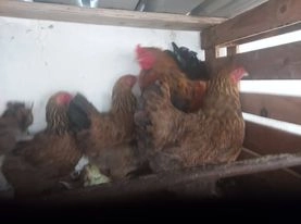 Ovo galados