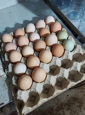 Ovos caseiros
