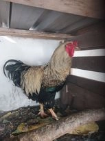 Ovos galados de galinha