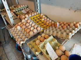 Ovos galados