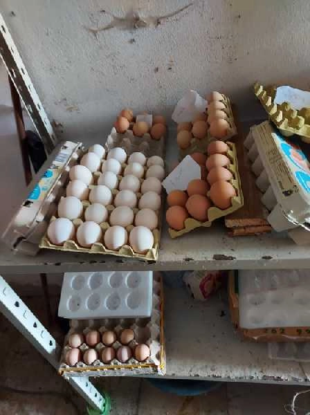 Ovos galados