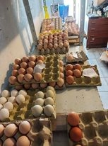 Ovos galados