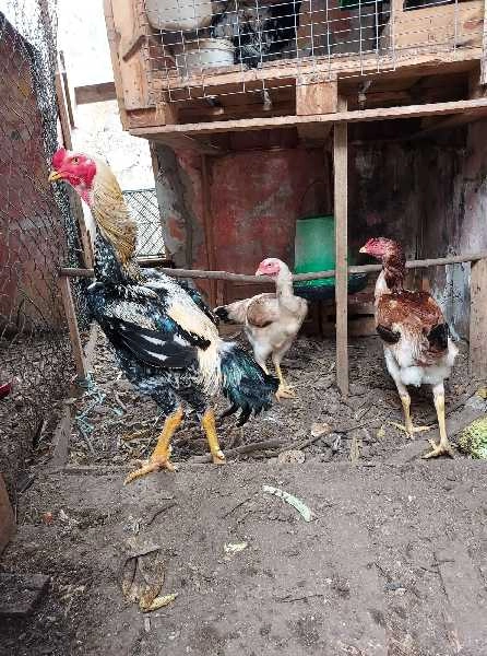 Ovos raça Índio Gigante