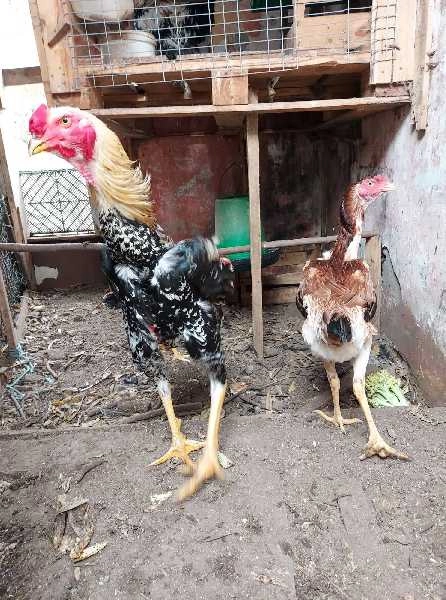Ovos raça Índio Gigante