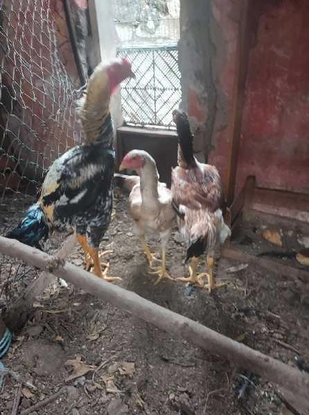 Ovos raça Índio Gigante