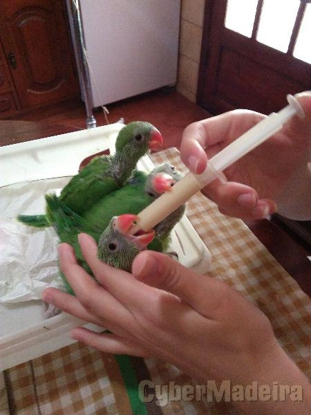 Ring Necks Ring Necks