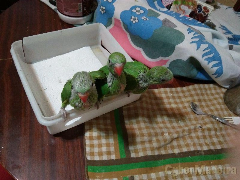 Ring Necks Ring Necks