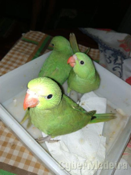 Ring Necks Ring Necks
