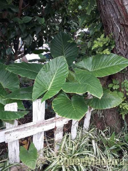 Planta ornamental